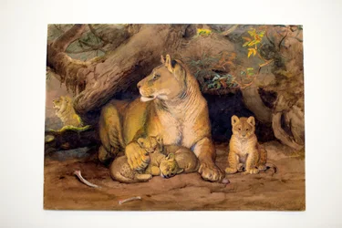 Löwin und Jungtier, 1855